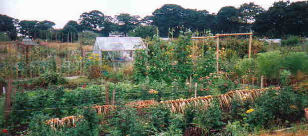 Highbury Allotments
